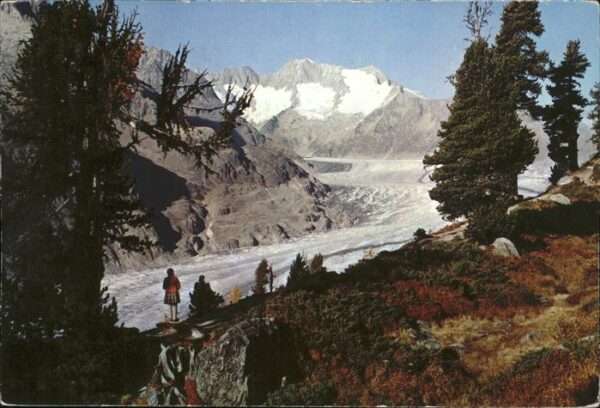 Riederalp Der Aletschwald am Grossen Aletschglets