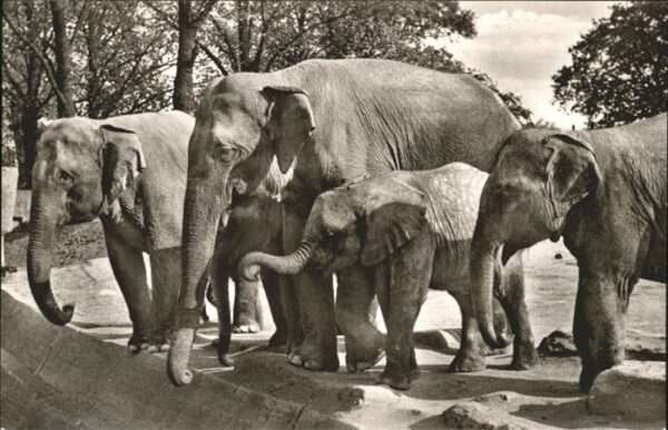 Elefant Carl Hagenbeck Tierpark Hamburg-Stellin