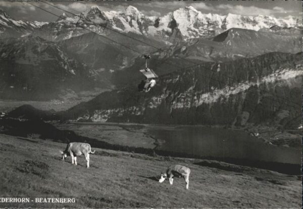 Sessellift Kühe Beatenberg-Niederhorn