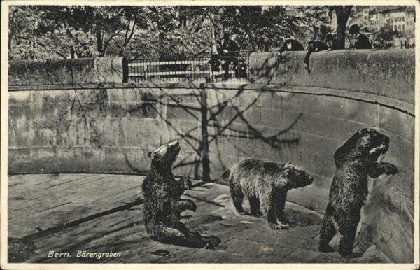 Baeren Bern Zoo