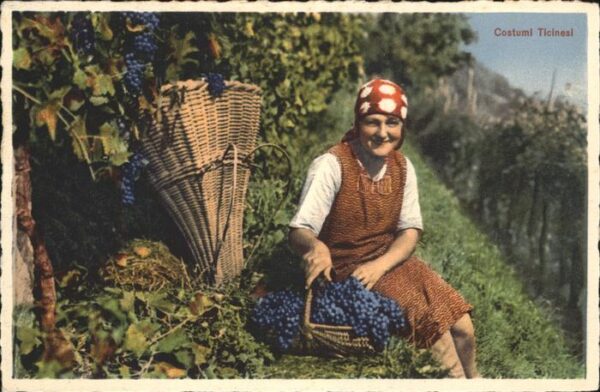 Weinberge Winzerin Tessin Ticino Künzli Nr. 8545