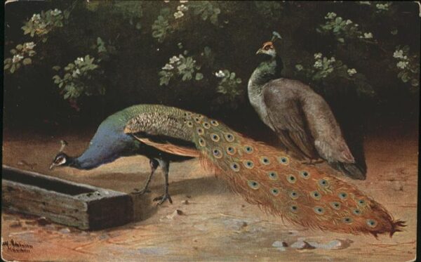 Voegel Pfau Künstlerkarte