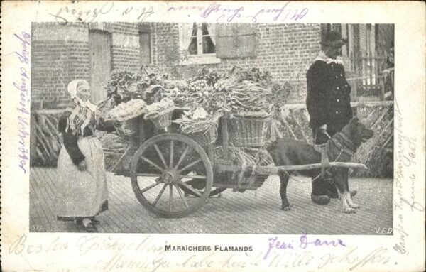 Hundekarren Maraichers Flamands