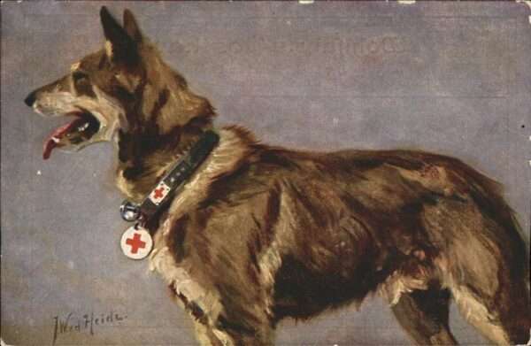 Schaeferhunde Rotes Kreuz Künstlerkarte J.W.v.d. Heid