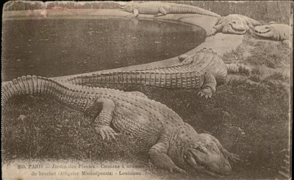 Tiere Krokodile Paris Jardin des Plantes
