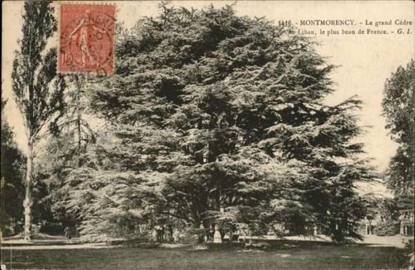 Baeume Trees Montmorency Le grand Cedre