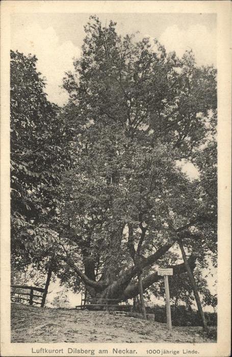 Baeume Trees Linde Dilsberg am Neckar