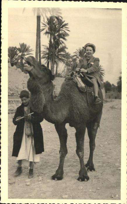 Kamel  Camel Chameau Afrika Palmen