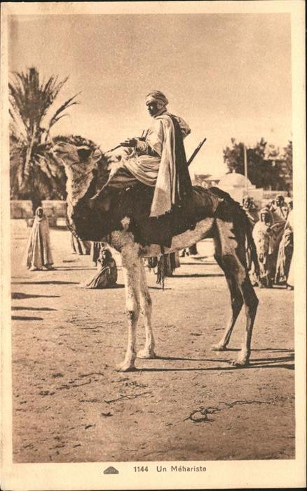 Kamel  Camel Chameau Mehariste Typen Afrika