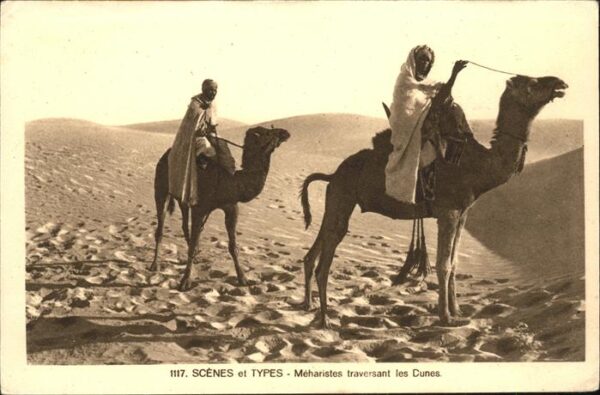 Kamel  Camel Chameau Typen Meharistes Dunes Afrika