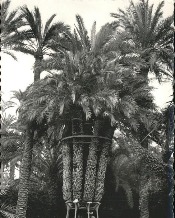 Elche Palmera Imperial