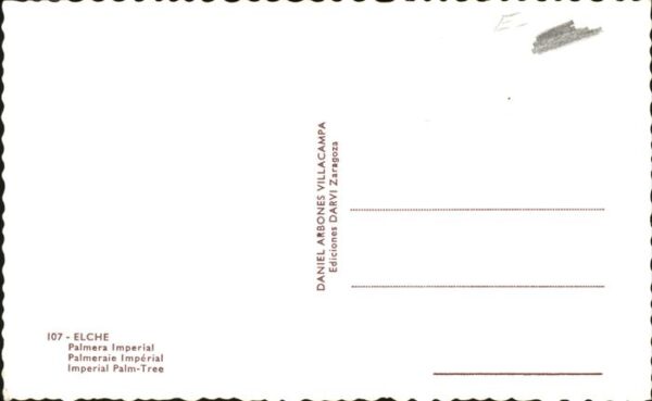 Elche Palmera Imperial – Bild 2
