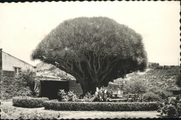 La Laguna El Drago alter Baum
