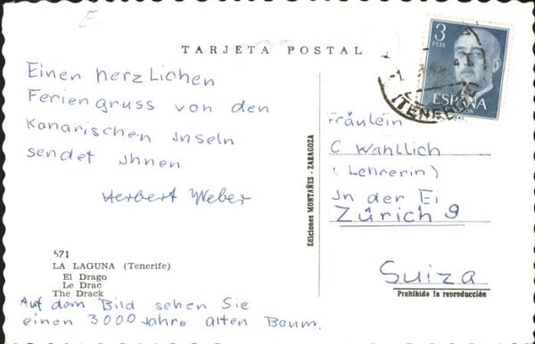 La Laguna El Drago alter Baum – Bild 2