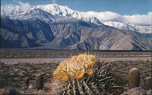Santa Ana California Springtime contrast on the Desert Cactu