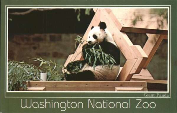 Washington DC National Zoological Park Panda