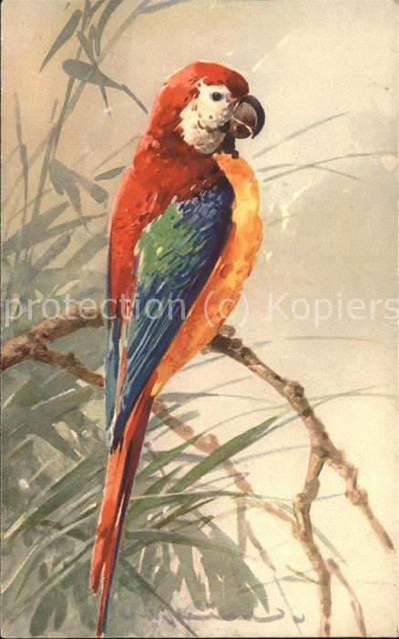 Klein Catharina Kuenstlerlitho Papagei Nr. 1283