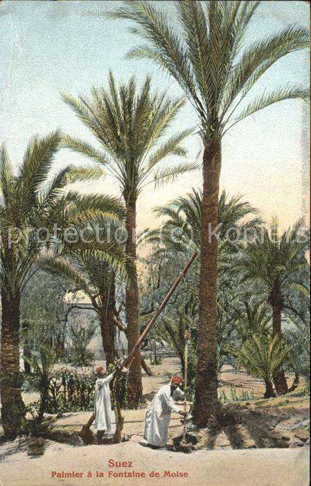 Suez Palmier a la Fontaine de Moise