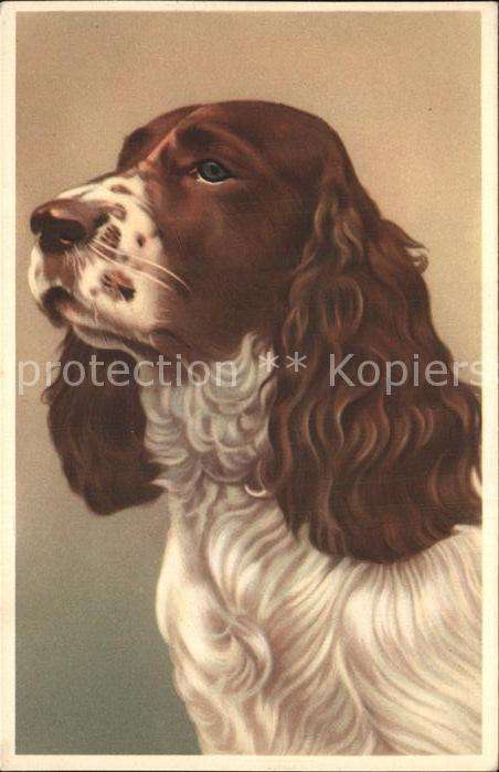 Hunde Cocker Spaniel