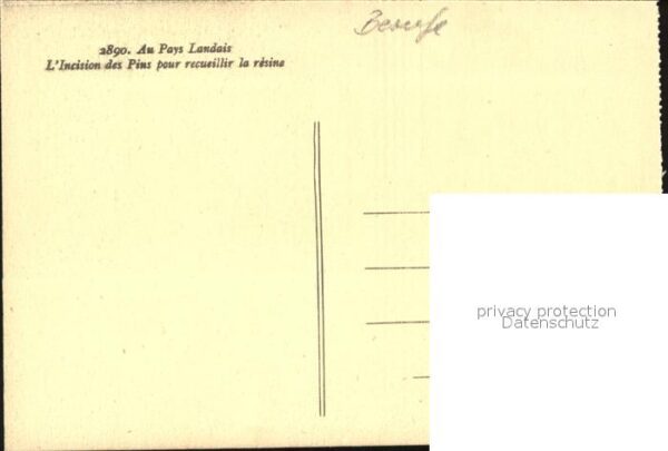 Foersterei Incision des Pins – Bild 2