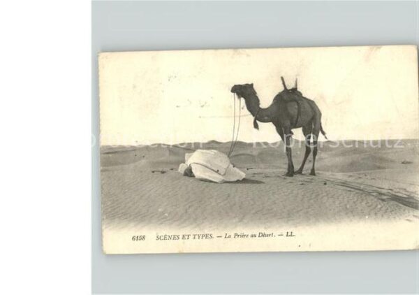 Kamel  Camel Chameau Scenes es Types