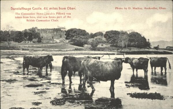 Tiere Rinder Dunstaffnage Castle Oban