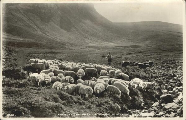 Hirte Hills Bonnie Scotland