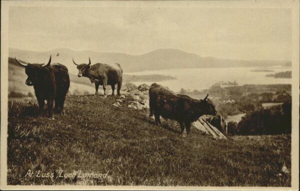 Stiere Luss Loch Lomond