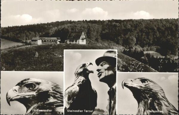 Adler Eagle Aigle Aguila Kaiseradler Steinadler Terzel