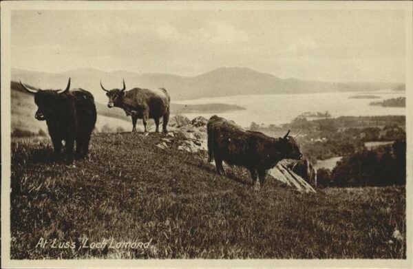 Stiere Luss Loch Lomond