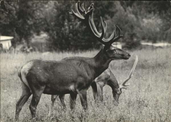 Hirsch Rothirsche Kronberg Taunus