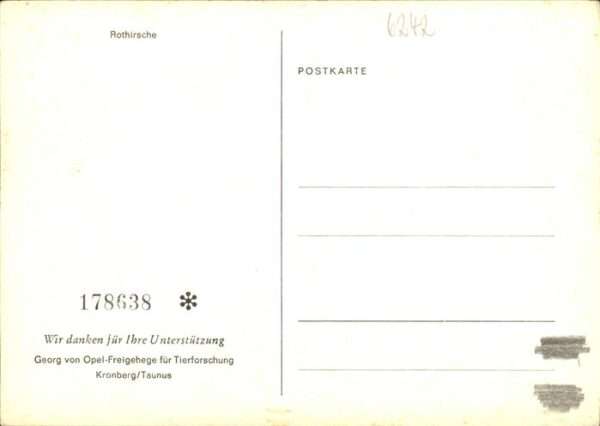 Hirsch Rothirsche Kronberg Taunus – Bild 2