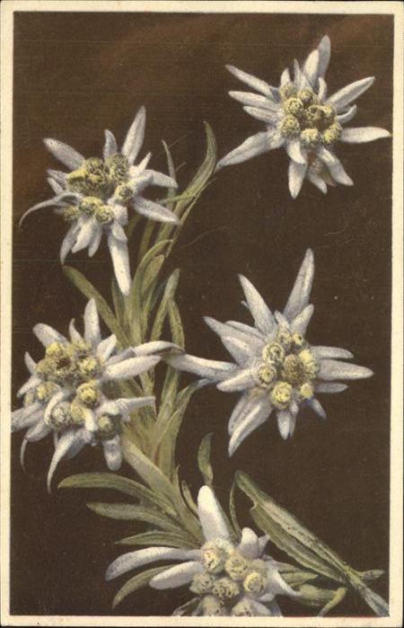 Verlag Photochromie Nr. 1860 Serie 656 Edelweiß