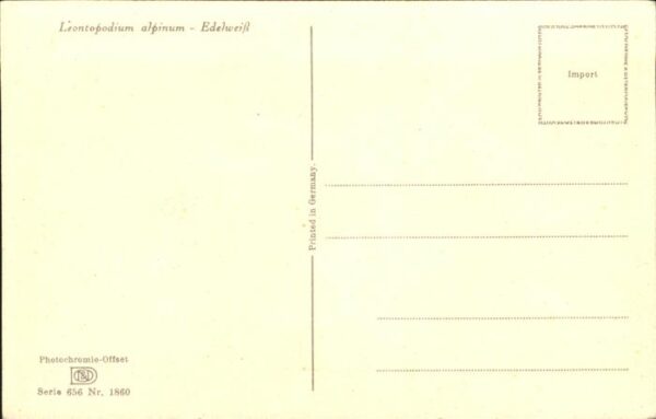 Verlag Photochromie Nr. 1860 Serie 656 Edelweiß – Bild 2