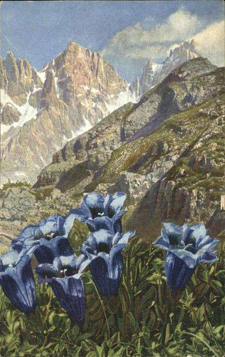 Verlag Photochromie Nr. 1824 Serie 559 Gentiana Clusii