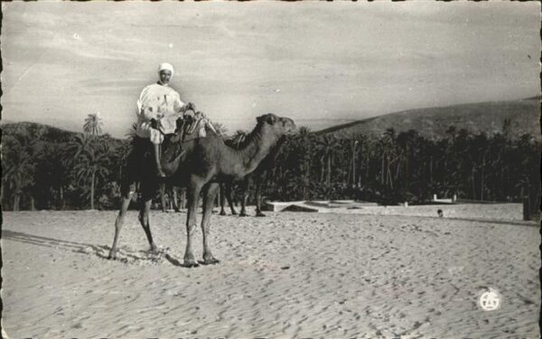 Kamel  Camel Chameau Typen Nordafrika