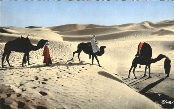 Kamel  Camel Chameau Afrika Bassour dans les Dunes