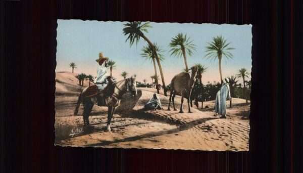 Kamel  Camel Chameau Typen Düne Alger