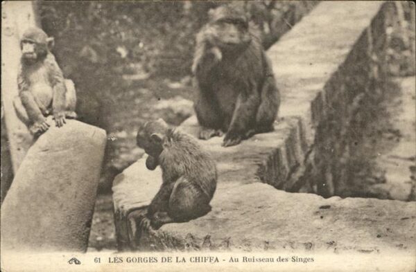 Affen Gorges de la Chiffa Alger