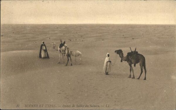 Typen Kamele Sahara Düne Batna