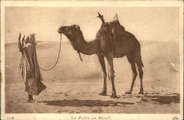 Kamel  Camel Chameau Wüste Gebet Priere Desert