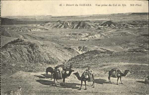 Kamel  Camel Chameau Desert du Sahara