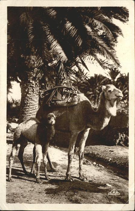 Kamel  Camel Chameau Casablanca Marokko