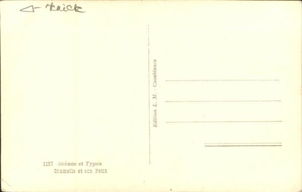 Kamel  Camel Chameau Casablanca Marokko – Bild 2