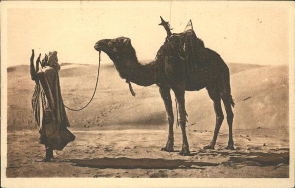 Alger Algerien Kamel Gebet Wüste Priere Desert
