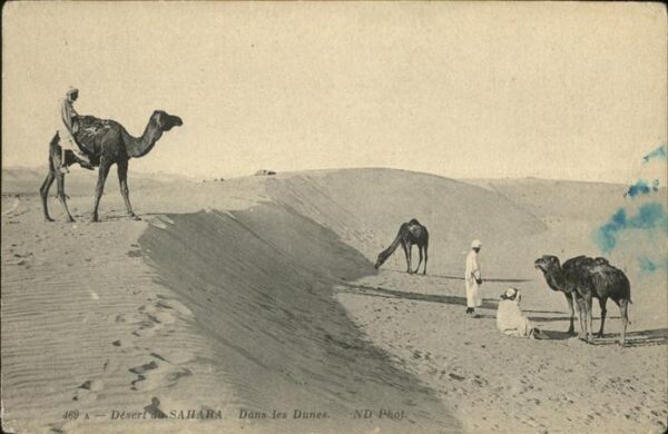 Sahara Kamele Wüste Düne