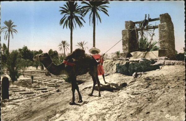 Kamel  Camel Chameau Collection Artistique L'Afrique 1338