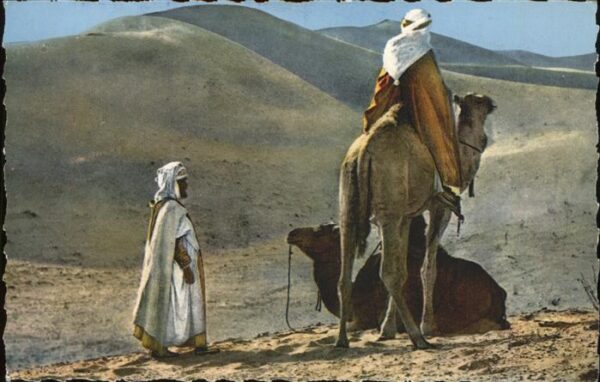 Kamel  Camel Chameau Wüste Afrika Repos