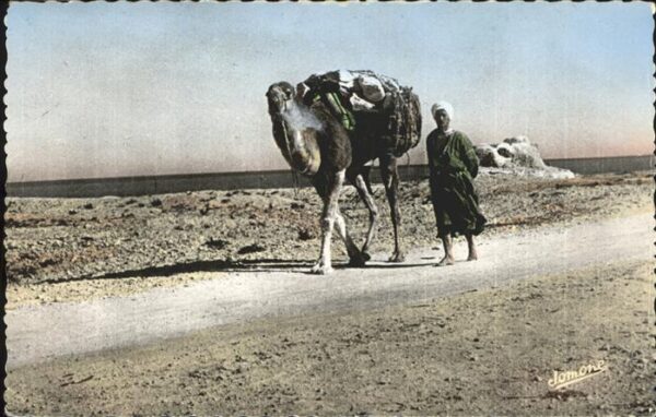 Kamel  Camel Chameau Bou-Saada Alger