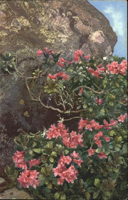 Verlag Photochromie Nr. 897 Serie 519 Rhododendron ferrugineum